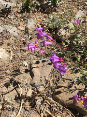 Penstemon parvulus