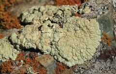 Protoparmeliopsis pinguis