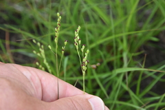 Dichanthelium leibergii