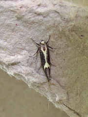 Polix coloradella