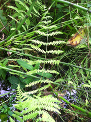 Thelypteris palustris pubescens
