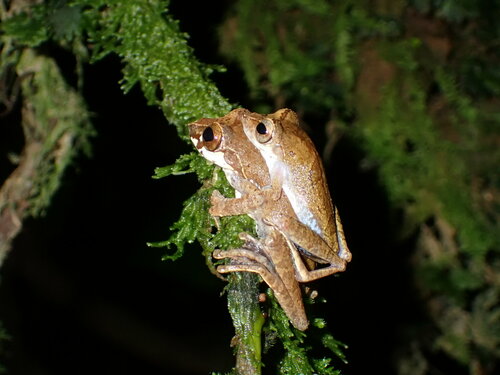 Leptomantis cyanopunctatus observed 2024-07-25