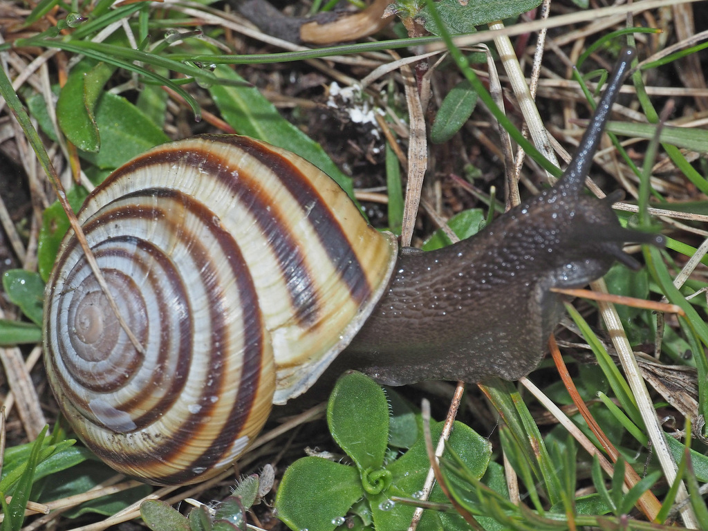 Cattania kattingeri