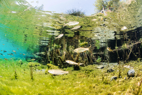 Southern Iberian chub