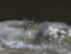 Phaenandrogomphus asthenes