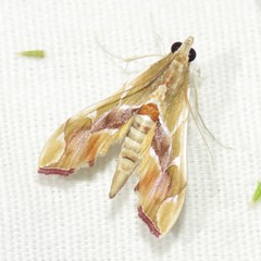 Agathodes monstralis