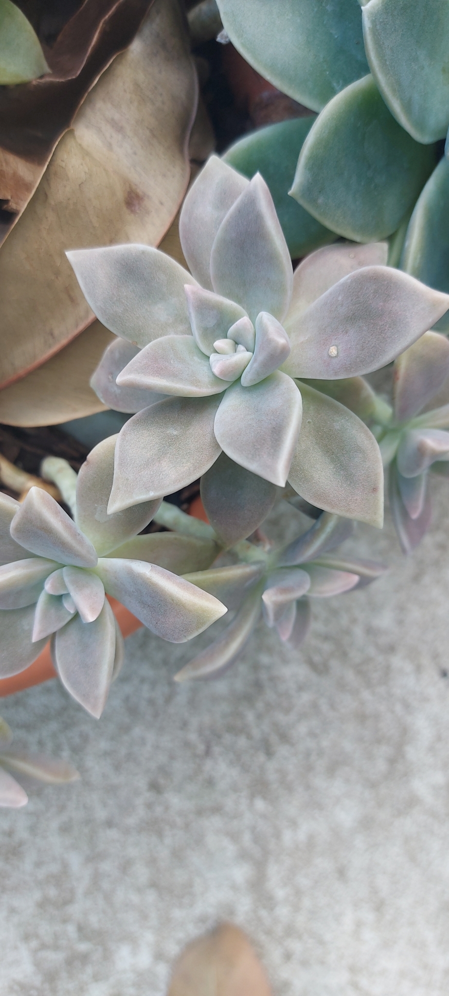 Imagem de Planta fantasma