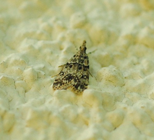 Eudonia lacustrata