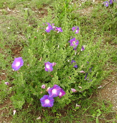 Ipomoea stans