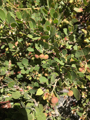 Arctostaphylos nevadensis