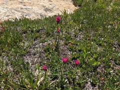 Castilleja lemmonii