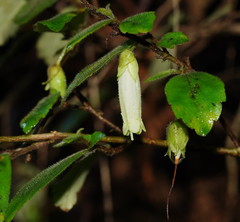 Fieldia australis