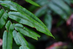 Blechnum wattsii