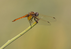 Trithemis annulata
