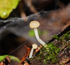 Vibrissea dura