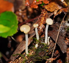 Vibrissea dura