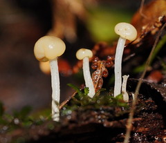 Vibrissea dura