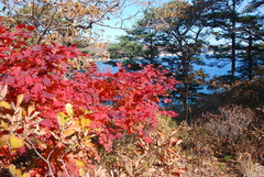 Acer pseudosieboldianum