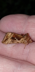 Autographa jota