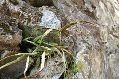 Asplenium ruprechtii