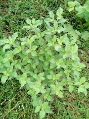 Acanthospermum hispidum