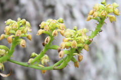 Polystachya foliosa
