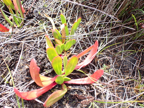 Image of Flat Leaffig (Skiatophytum tripolium) by (c) Eugene Hahndiek, some rights reserved (CC BY-SA)