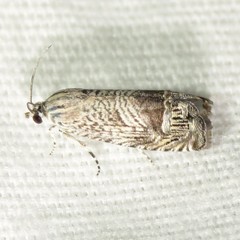 Ofatulena duodecemstriata