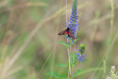 Zygaena osterodensis