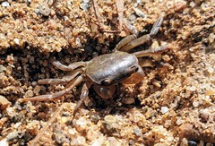 Cyclograpsus