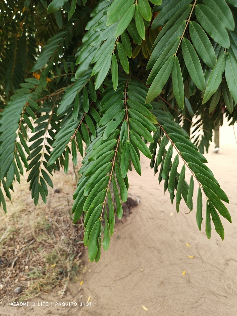 Kas Tree Kassod Tree from Machanga, MZ-SO, MZ on September 21, 2024 at 09:49 AM ...