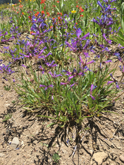 Penstemon gracilentus