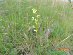 Sisymbrium polymorphum