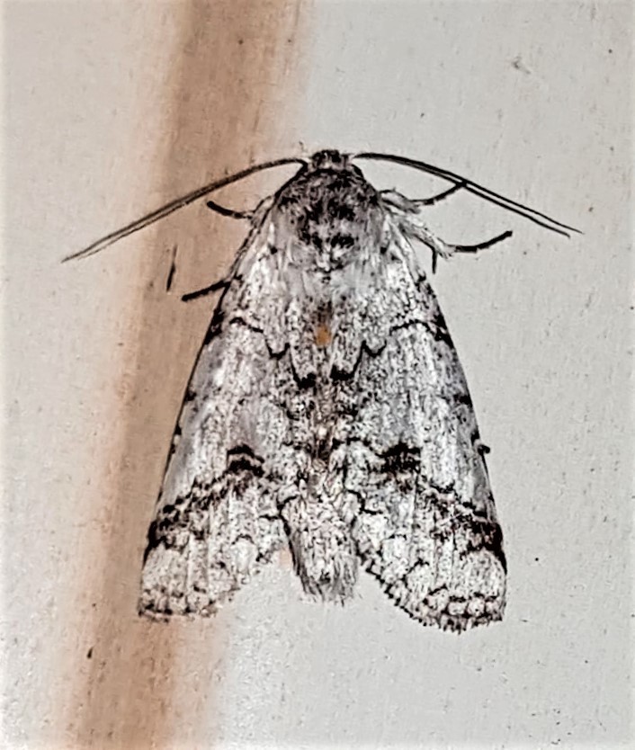 Xylodonta castrena
