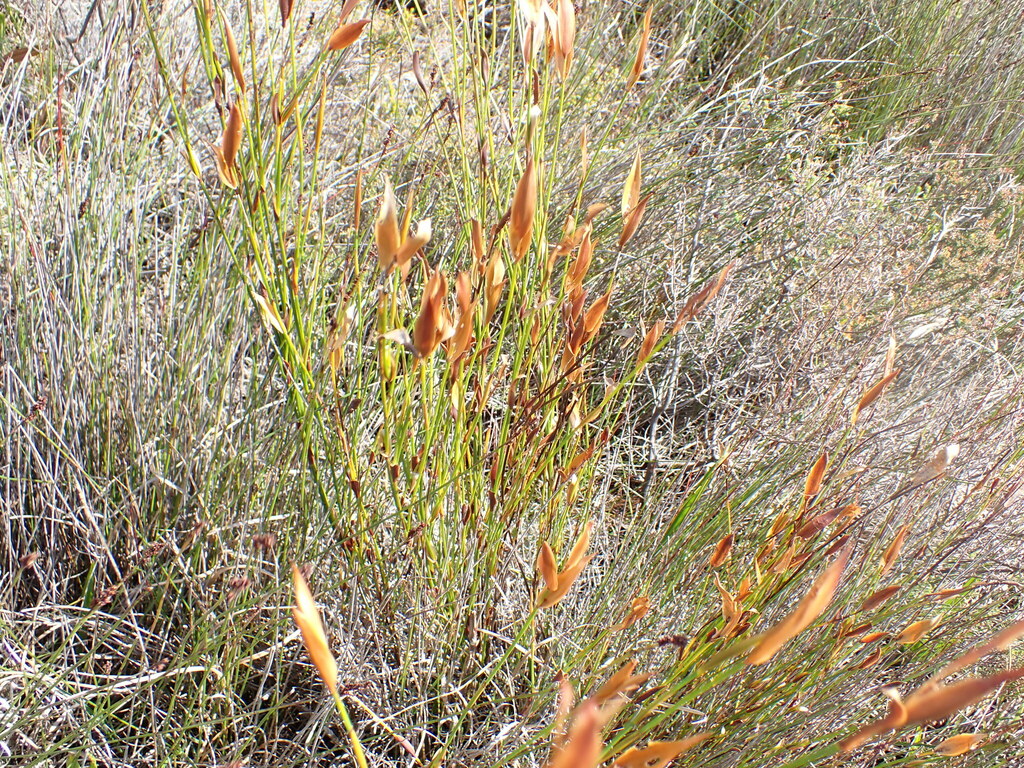 Elegia prominens