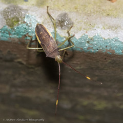 Paradasynus spinosus