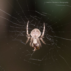 Araneus ventricosus