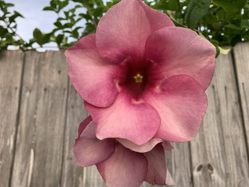 Allamanda blanchetii