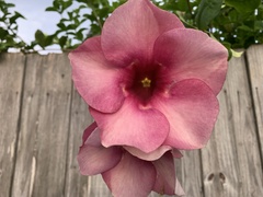 Allamanda blanchetii