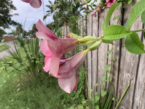 Allamanda blanchetii