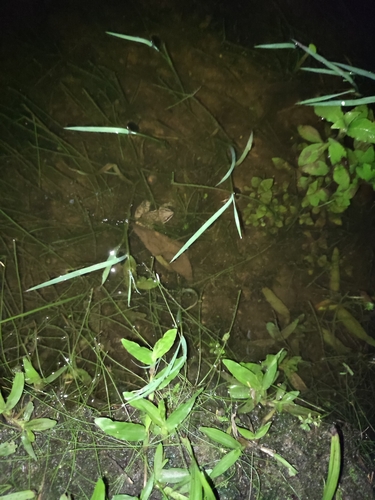 Iporanga White-lipped Frog, Leptodactylus notoaktites