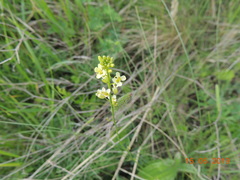 Sisymbrium polymorphum