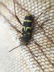 Clytus planifrons