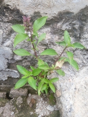 Ocimum carnosum