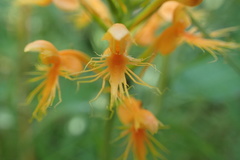 Platanthera chapmanii