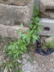 Ocimum carnosum