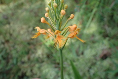 Platanthera chapmanii