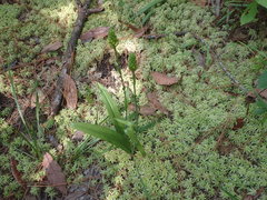 Platanthera chapmanii