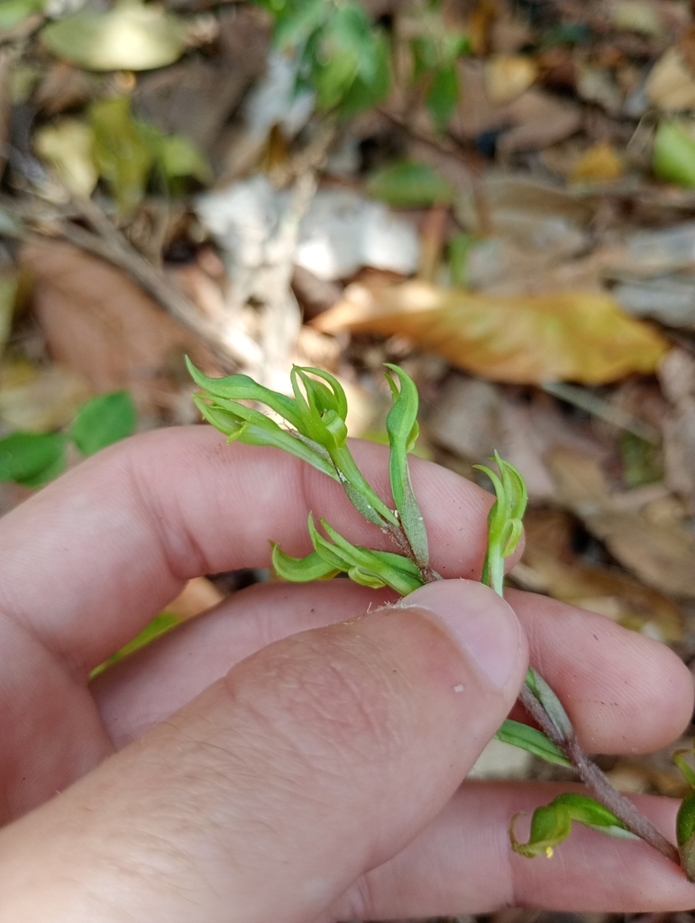 Eltroplectris triloba