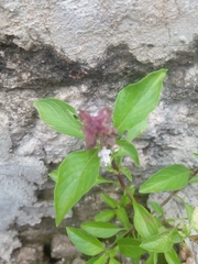 Ocimum carnosum